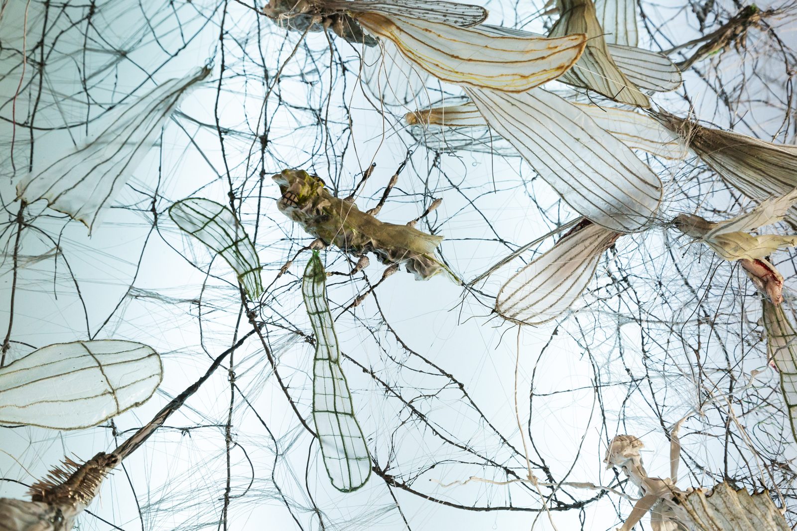 Pressbild Annika Liljedahl – Insekt Insikt