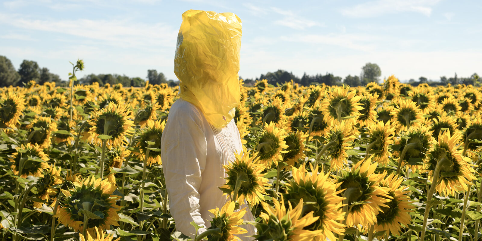 En person står mitt i ett jättelikt solrosfält. Personen har en gul platspåse på huvudet.