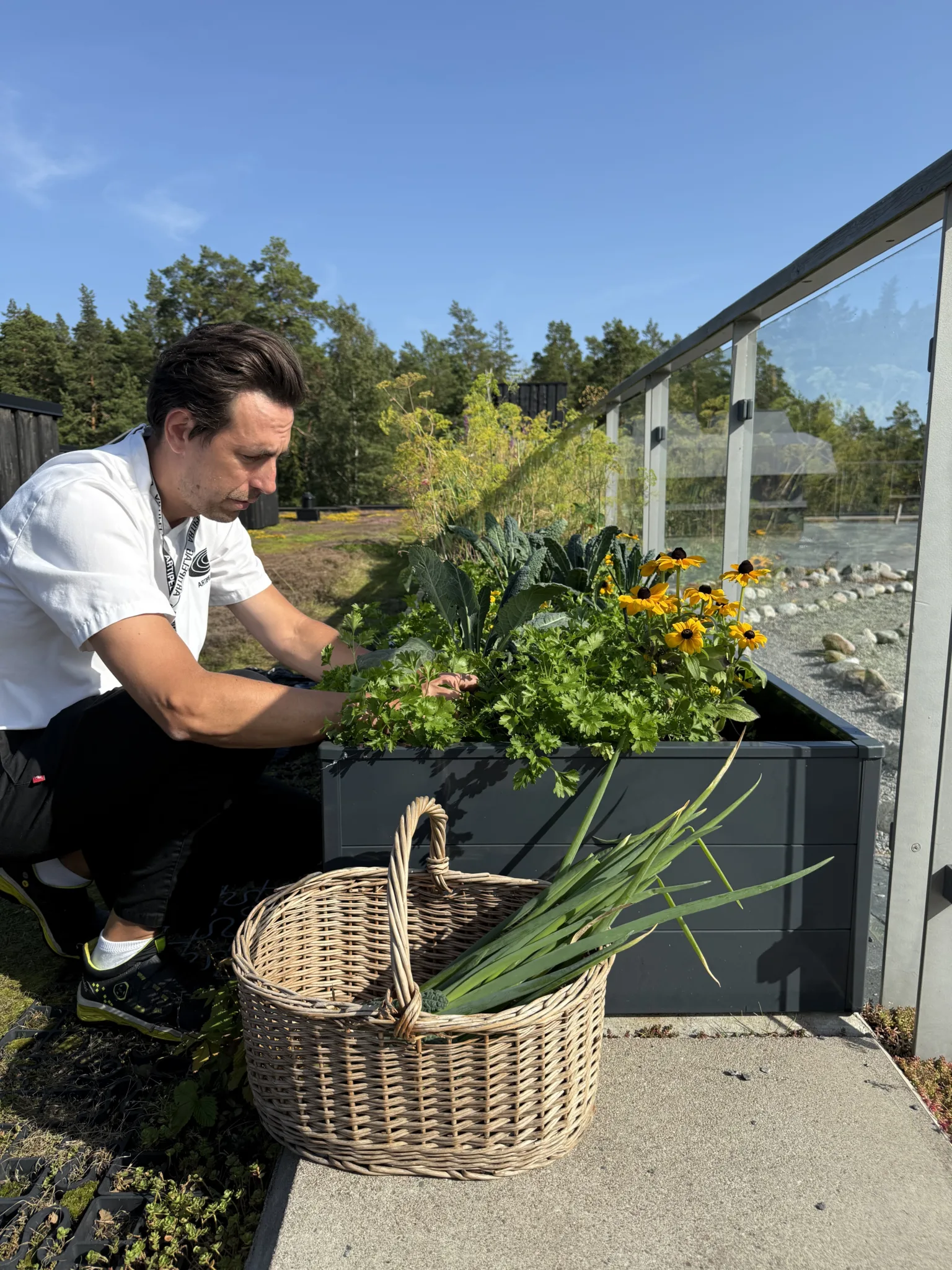 Man som sitter vid en rabatt och skördar grönsaker.