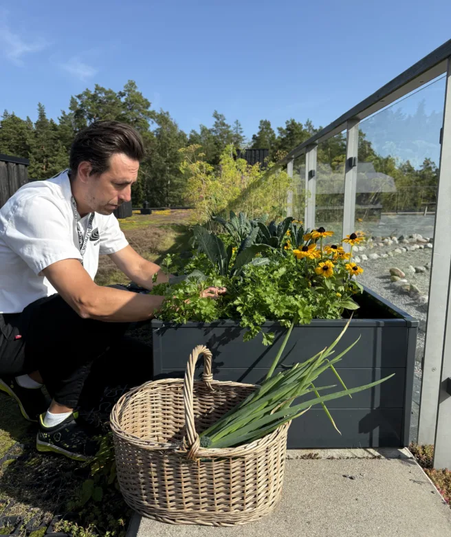 Man som sitter vid en rabatt och skördar grönsaker.