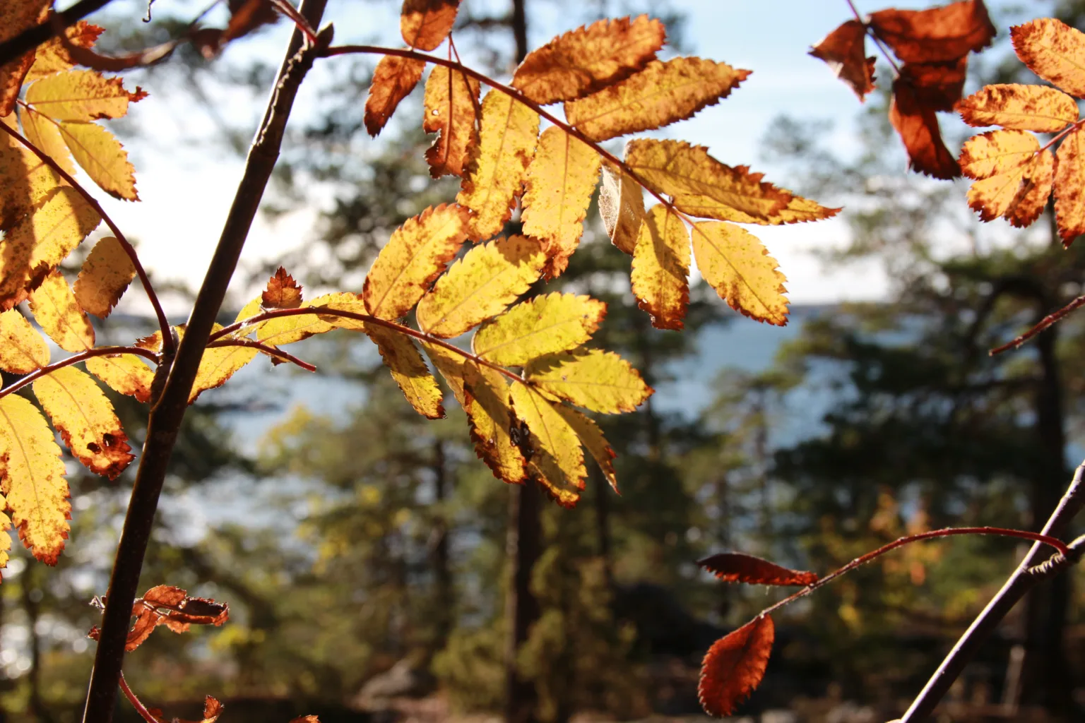 yellow autumn leaves on a tree